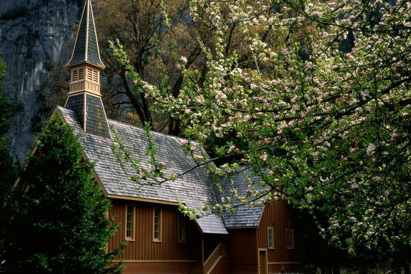 Wooden house with a porch with a blooming apple tree