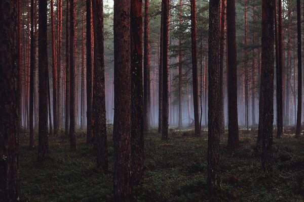 Die Natur. Kiefern im leichten Nebel