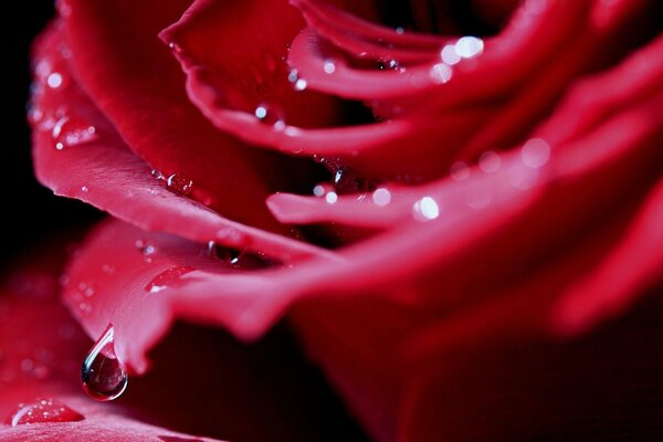 Czerwona róża z kroplami deszczu