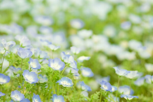 Eine Lichtung aus blauen Blumen