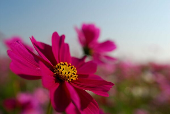 Бордовый цветок космеии на замыленном фоне