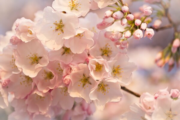 Fioritura dell albero da frutto. Fiori profumati