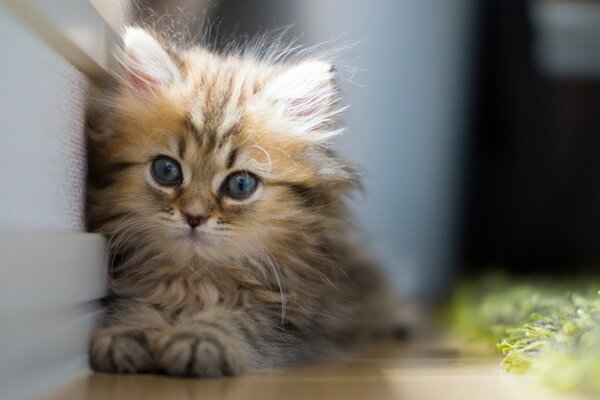 Mignon chaton aux yeux bleus