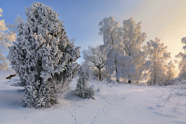 Wintermärchen im verschneiten Wald