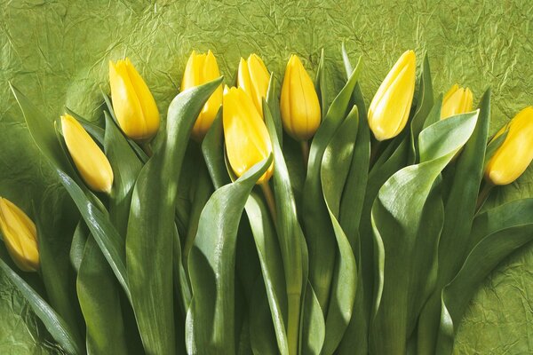 Beautiful yellow tulips on a green crumpled background