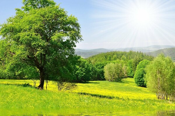 Sommer Natur. Bäume und Grüns