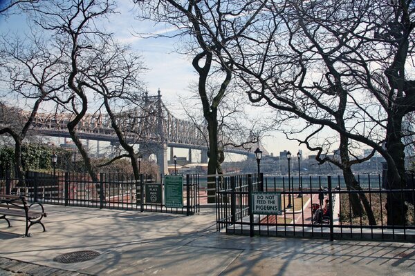 Alberi di New York nel parco foto