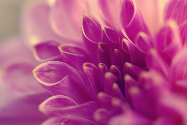 Lilac flower with tubular petals