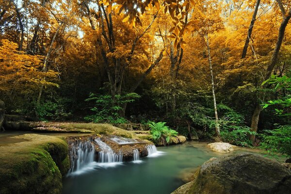 River in the autumn forest, waterfalls and ferns