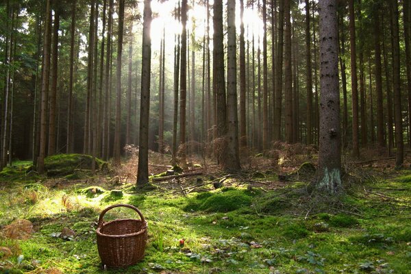 Basket in the forest among the trees