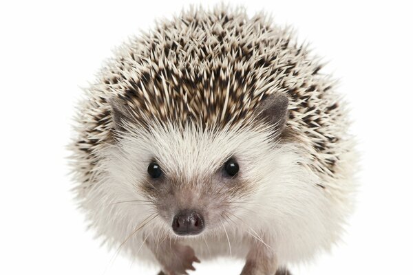 Cute hedgehog on a white background