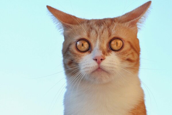 Rudowłosy kot o żółtych oczach