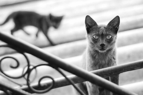 Foto en blanco y negro de un gato en las escaleras