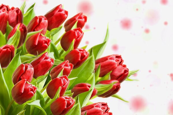 Bukiet tulipanów na rozmytym tle
