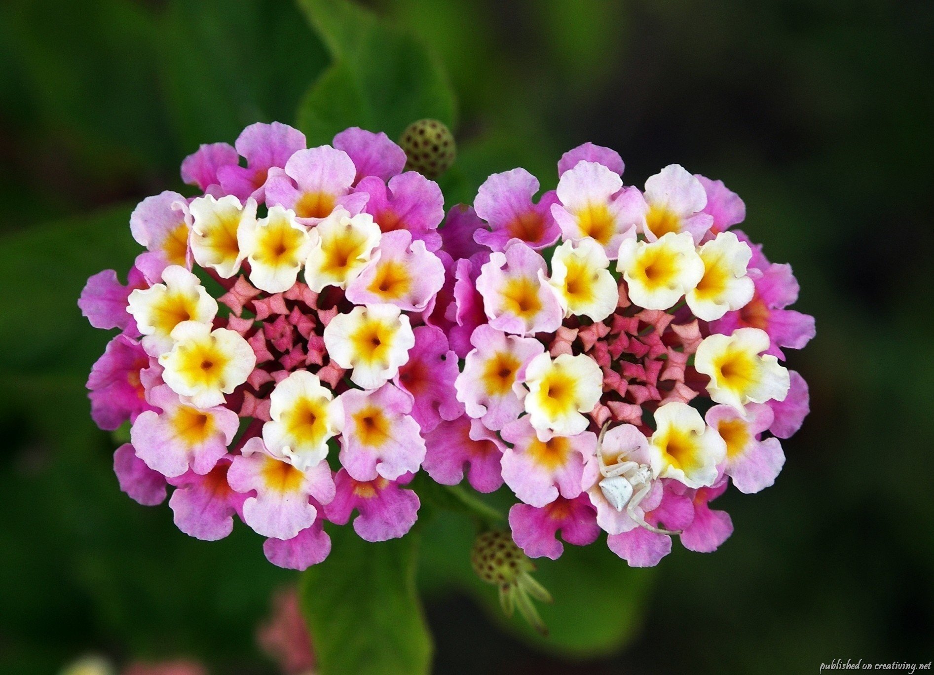 flowers lantana