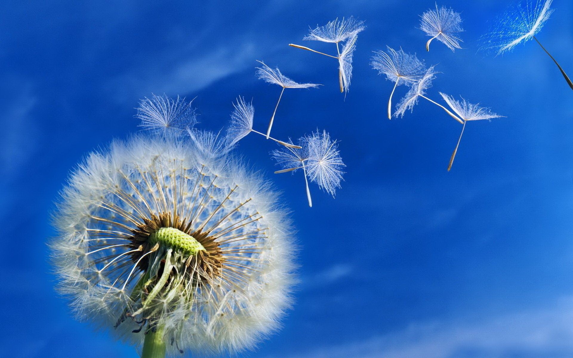 dandelion beauty summer flight