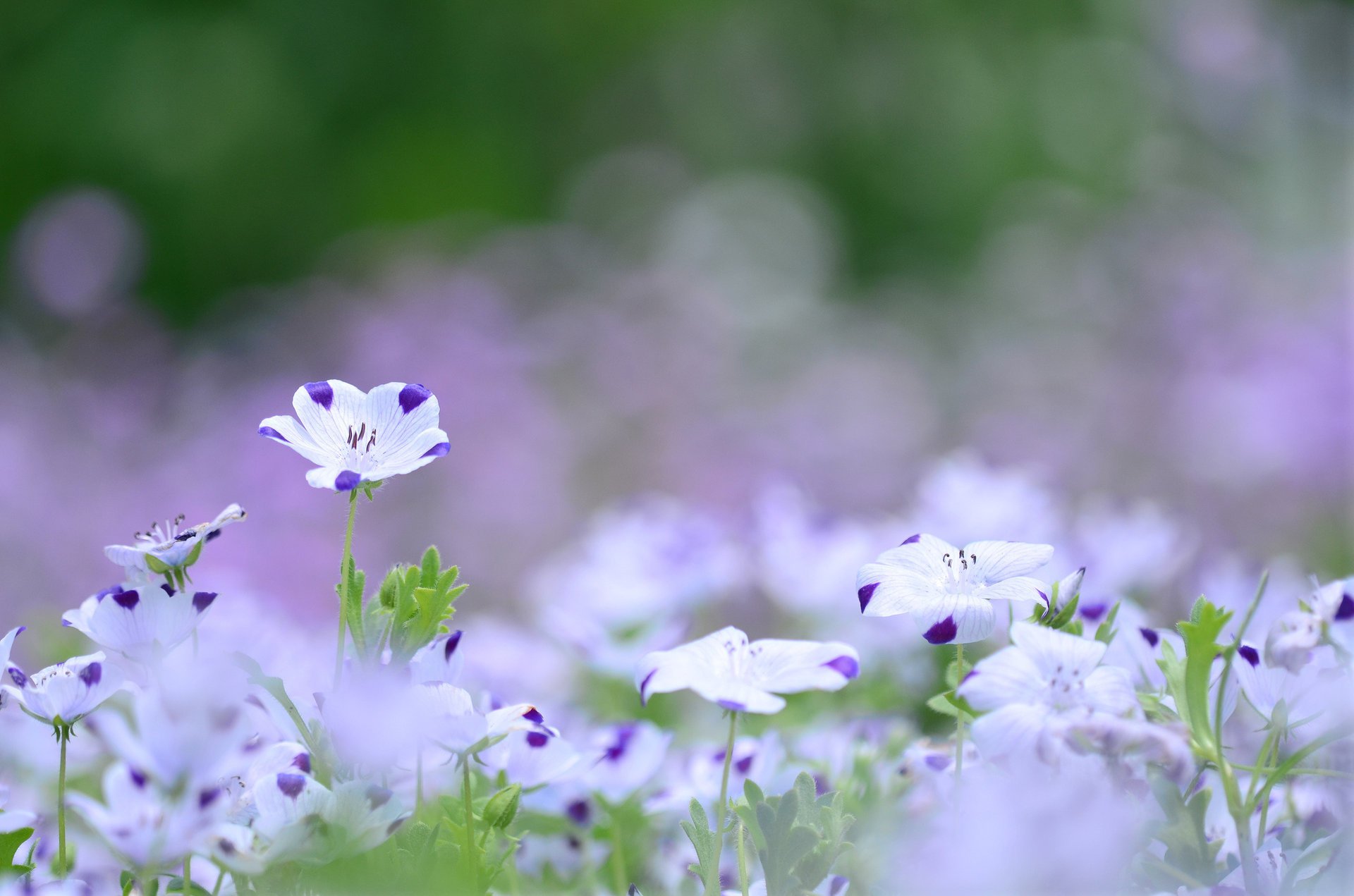 colore lino lilla radura fiori viola bianchi