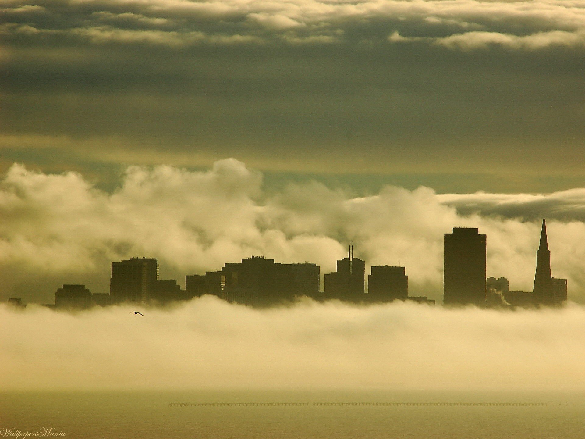 niebla edificios gaviota