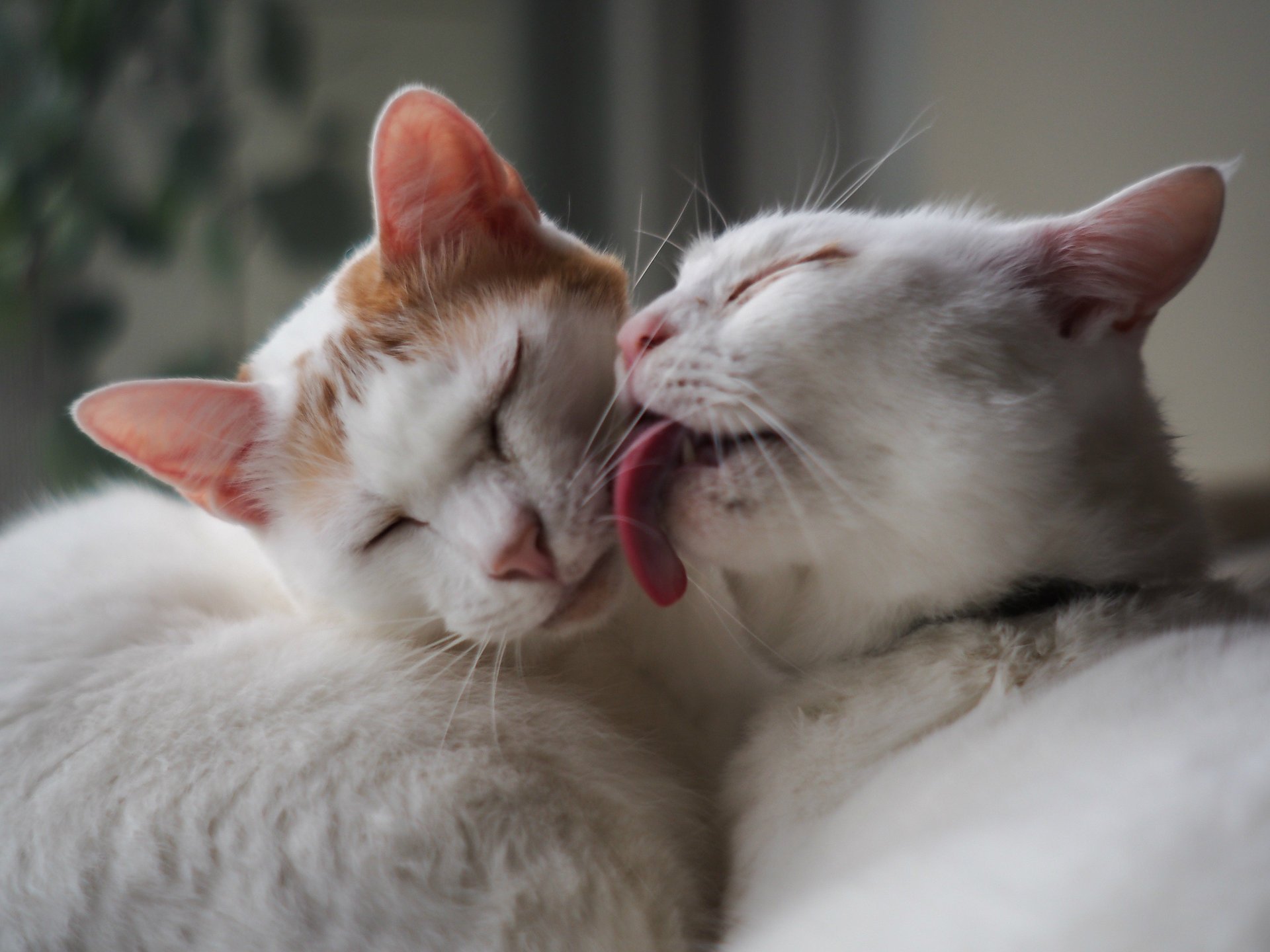 chats tendresse belette deux blancs