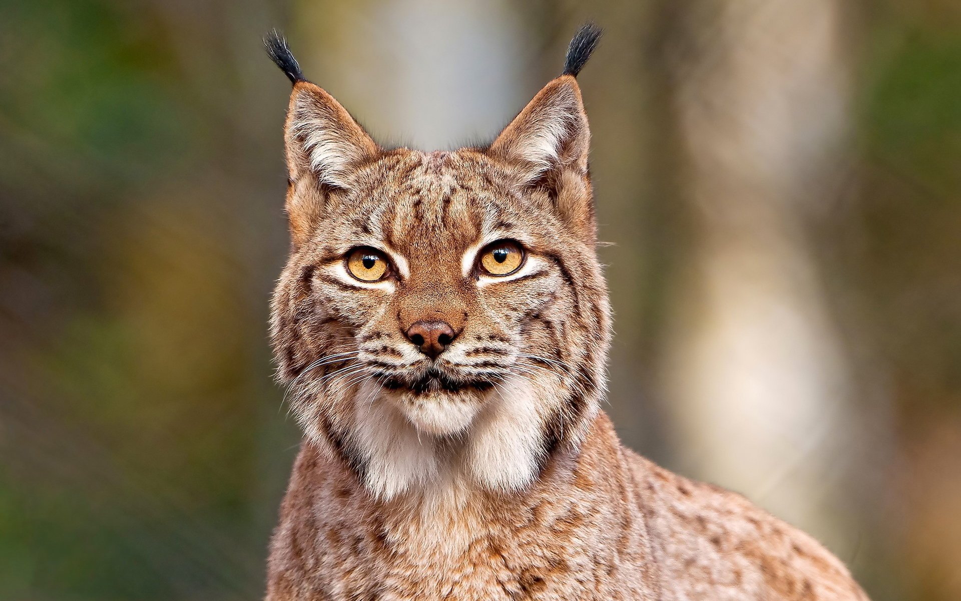 lynx regard moustache museau