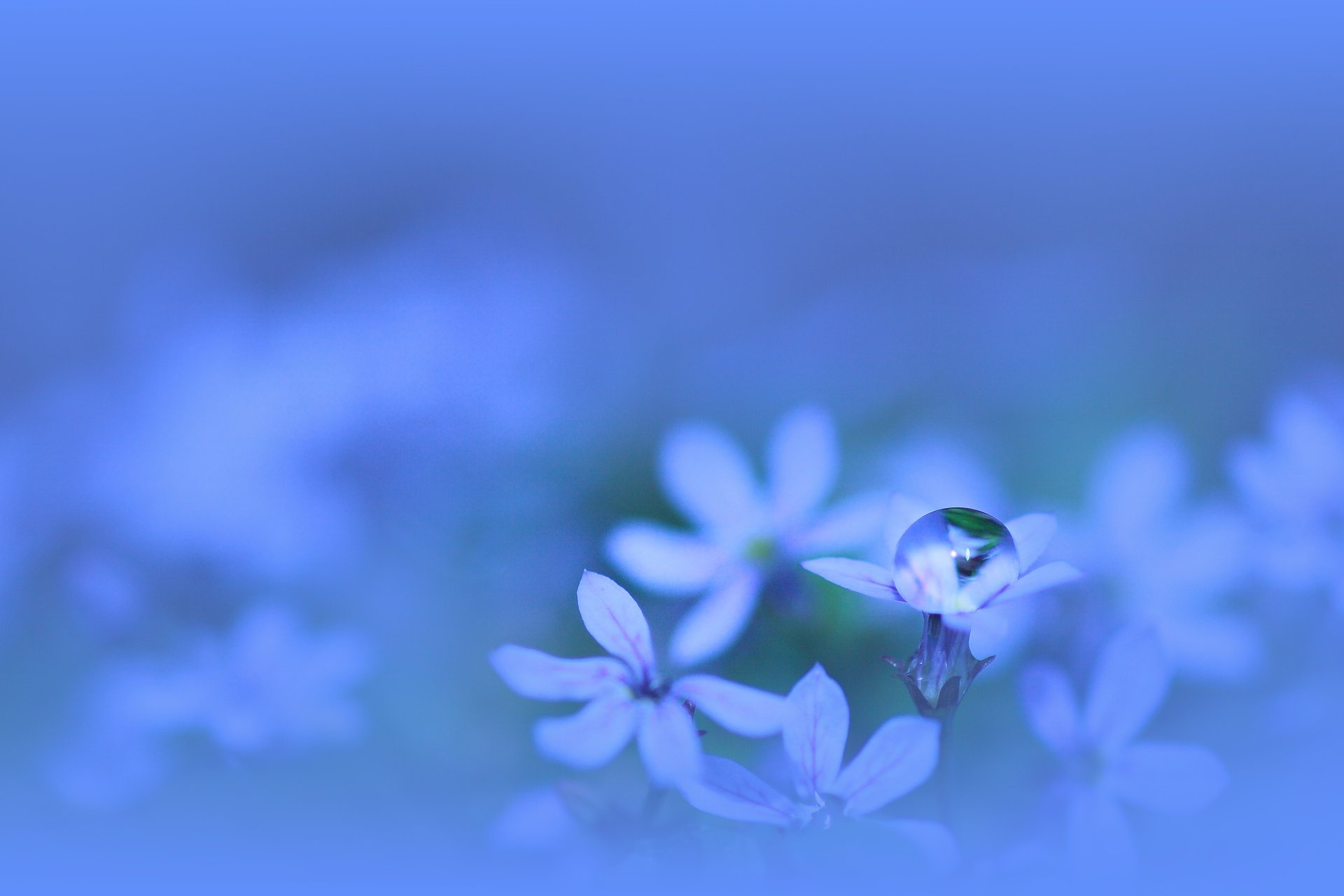 flowers petals blue water blue plant drop