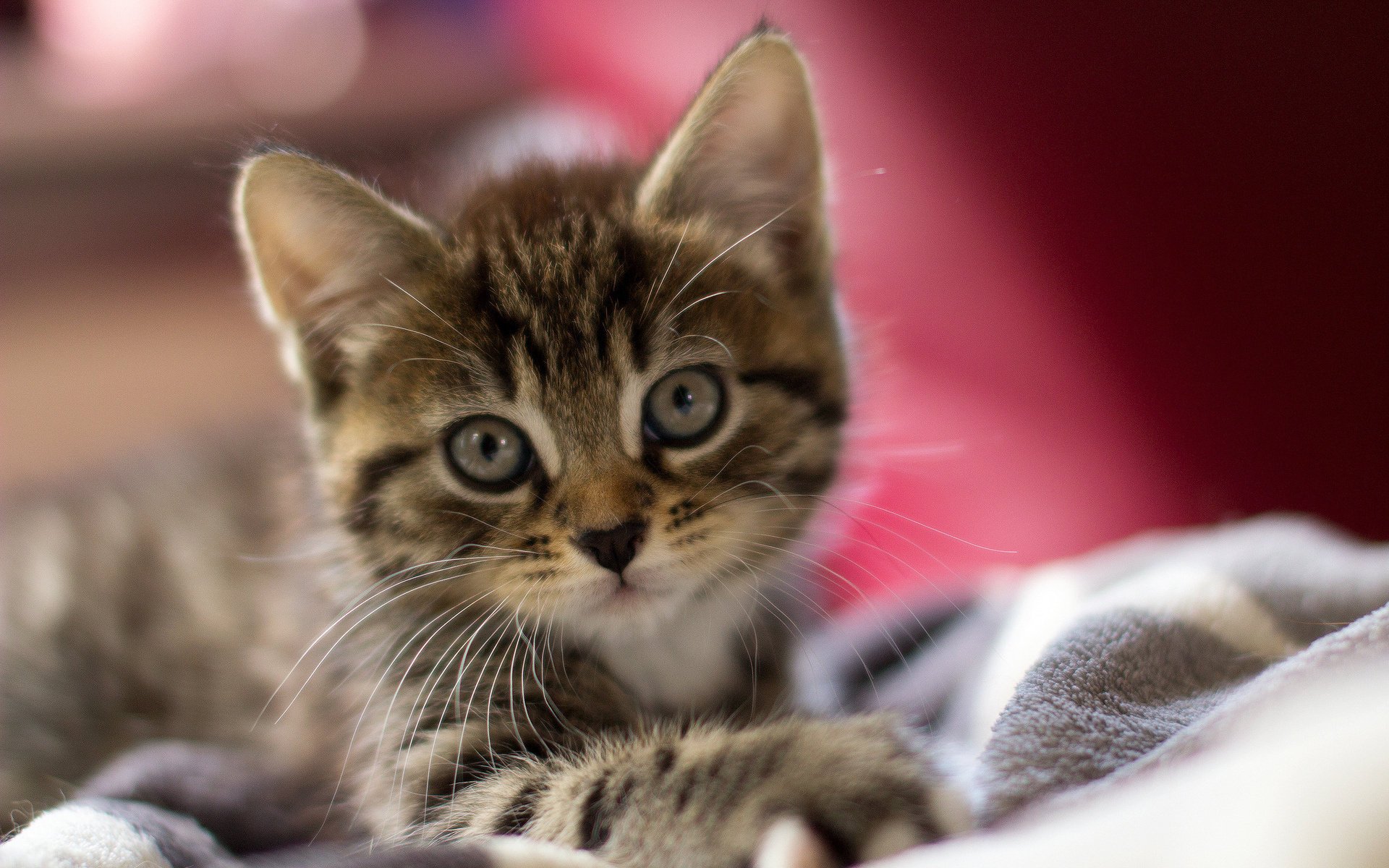 katze ohren makro augen schnauze kätzchen wolle