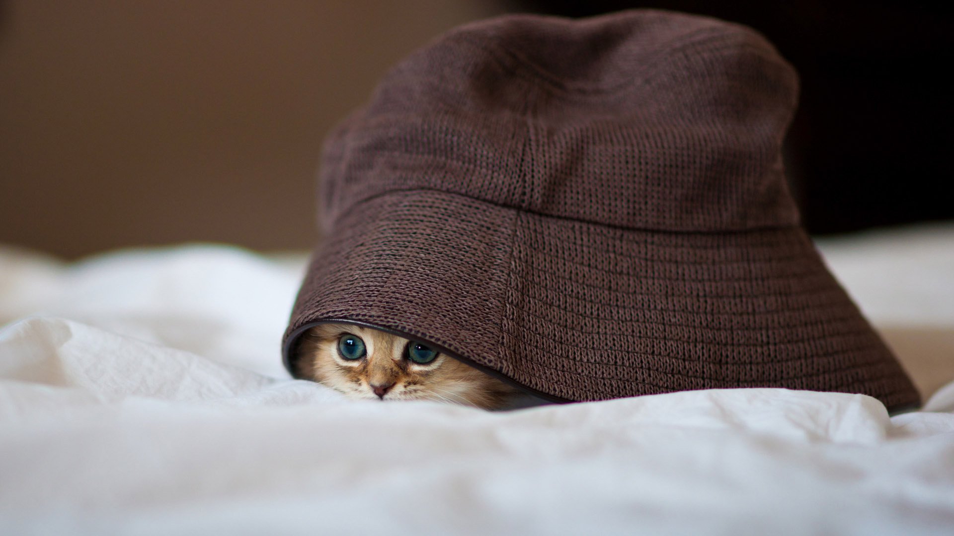 unter einem hut kätzchen niedlich augen blick sieht aus katze flach