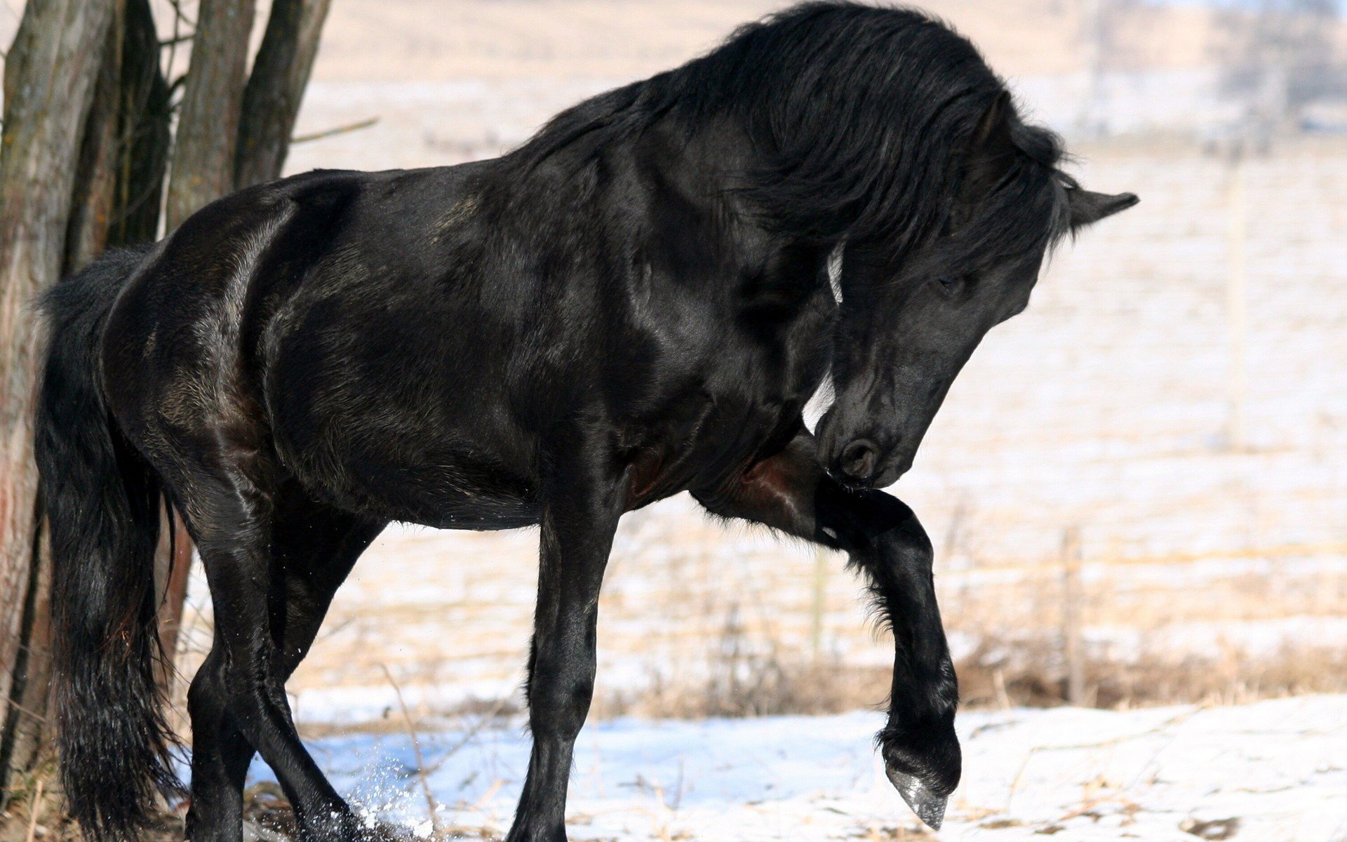 horse tree mane snow black color winter forest