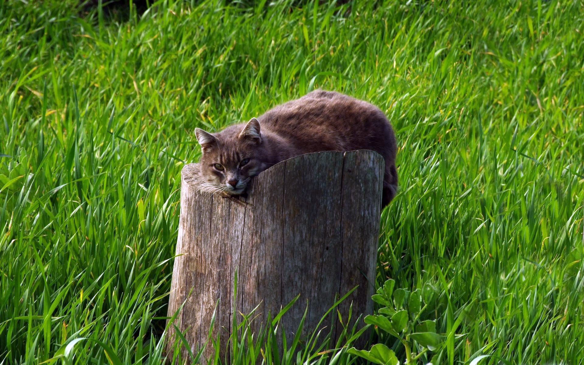 gris herbe souche vert souche chat fond