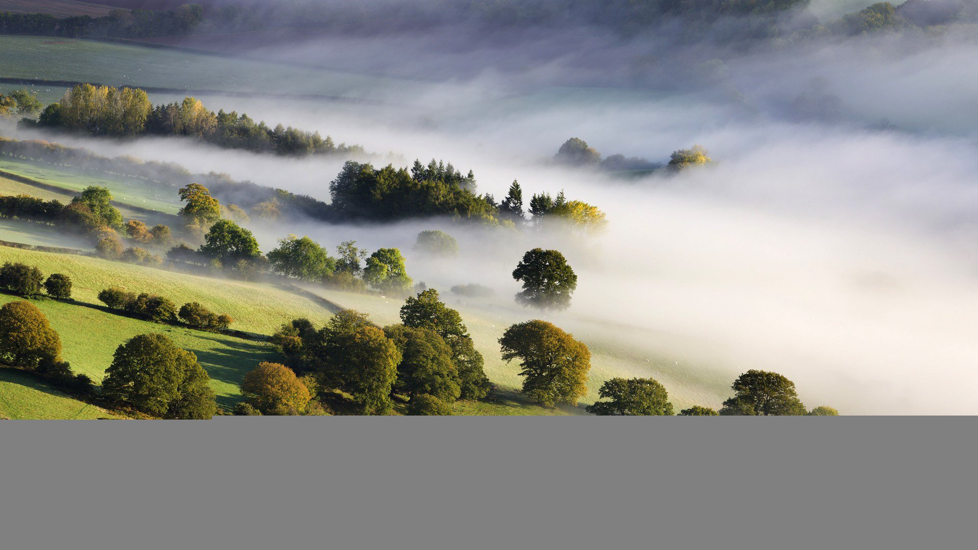 nebbia alberi valle natura natura mattina