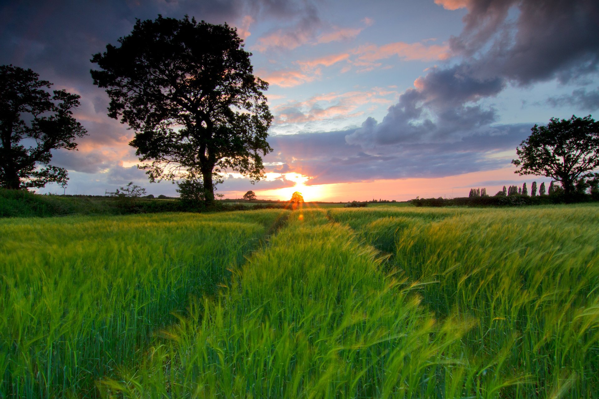 campo árbol puesta de sol huellas