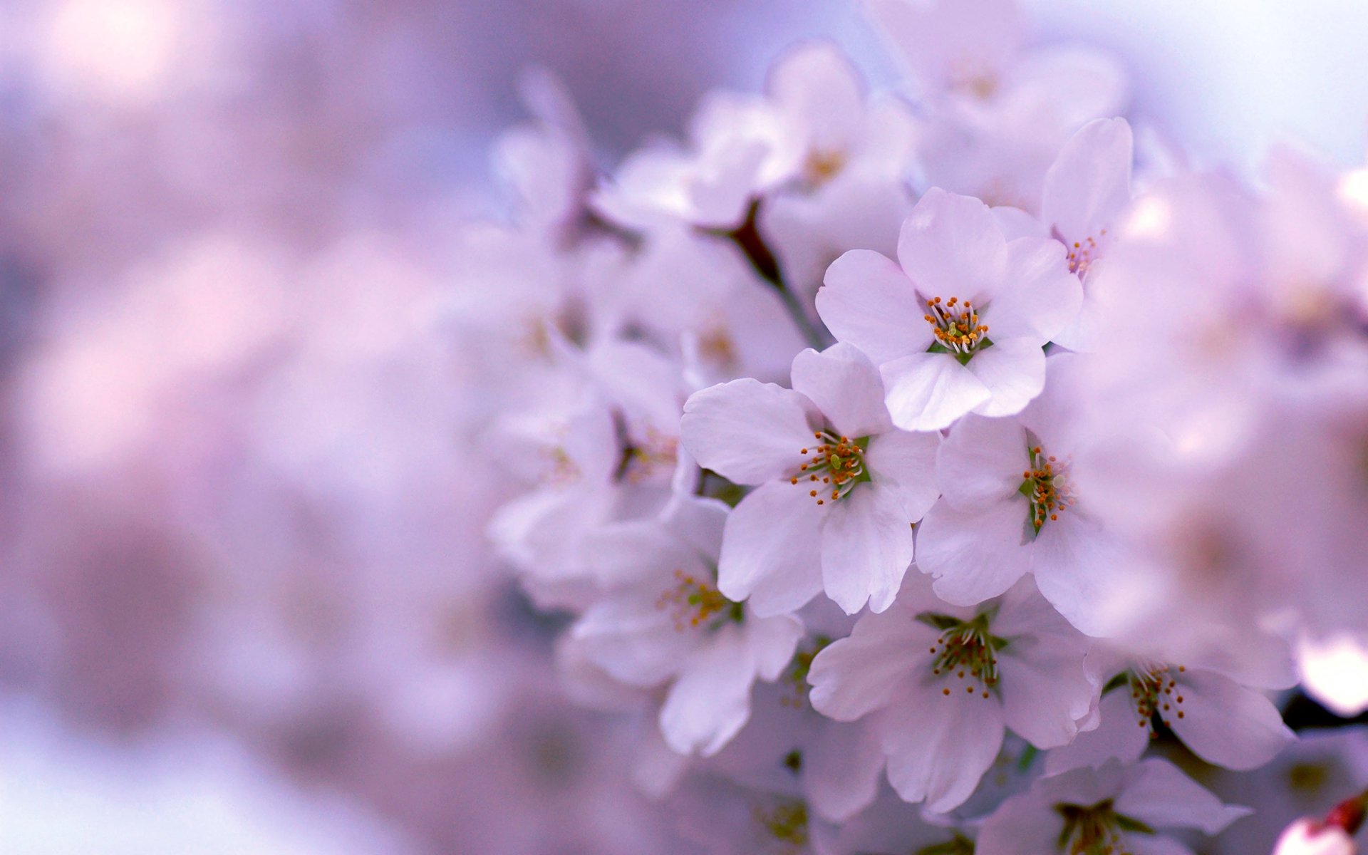 lila primavera floración árbol