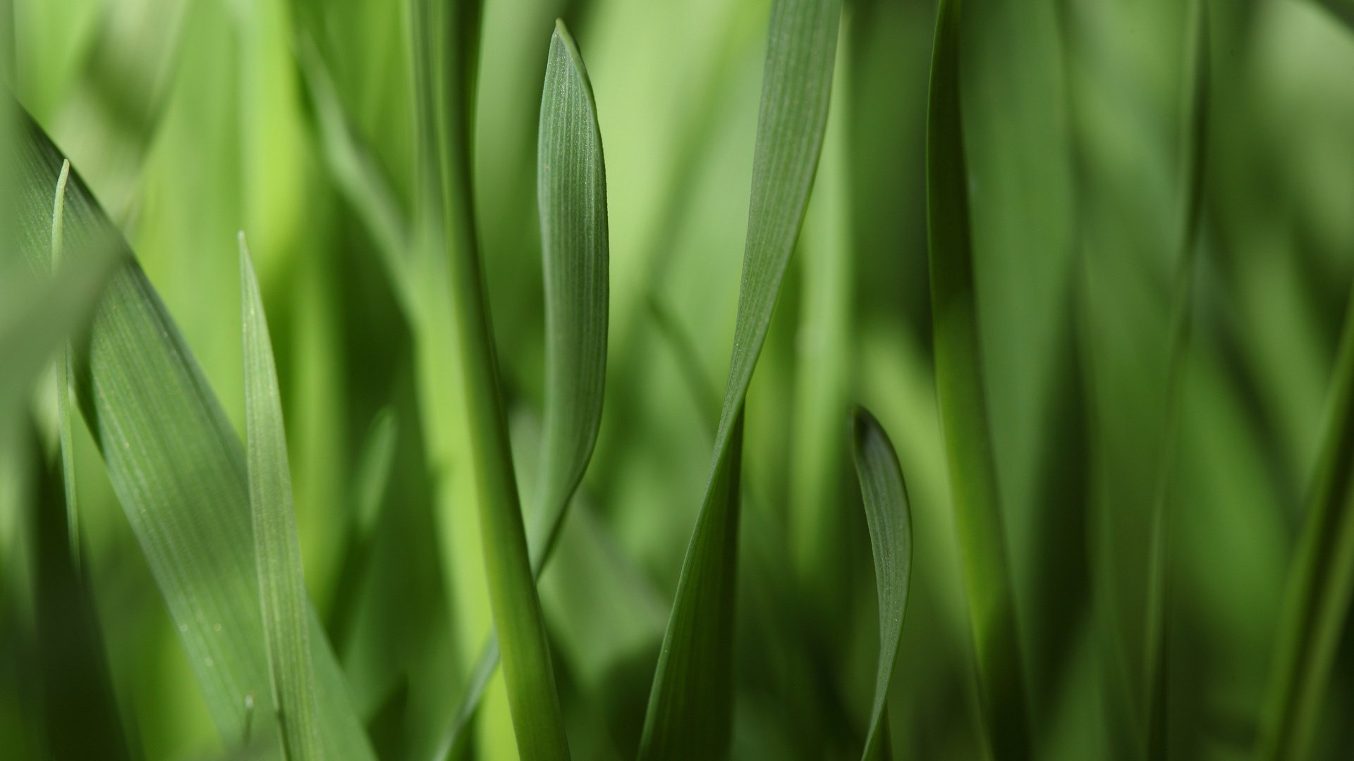 schmal gras streifen blätter makro grüns