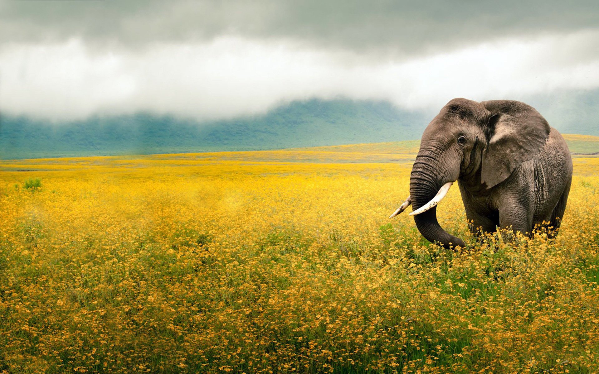 stoßzähne feld blumen stamm ohren gelb elefant nebel