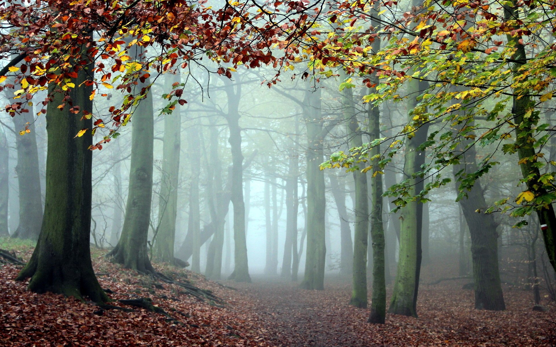 forest nature fog tree