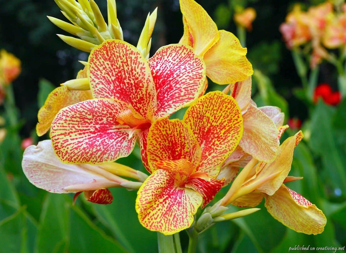 fiori canna