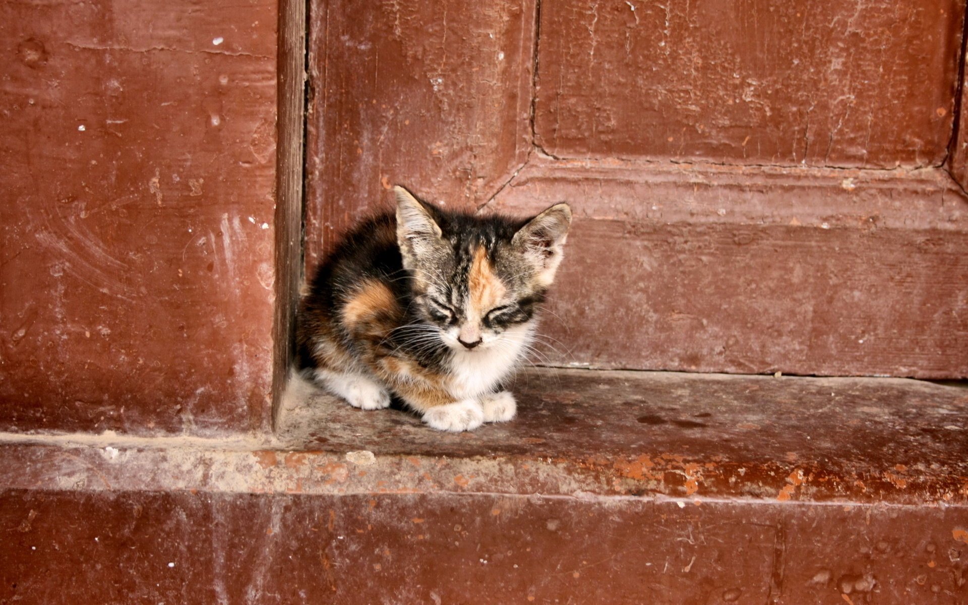 cat loneliness background the door