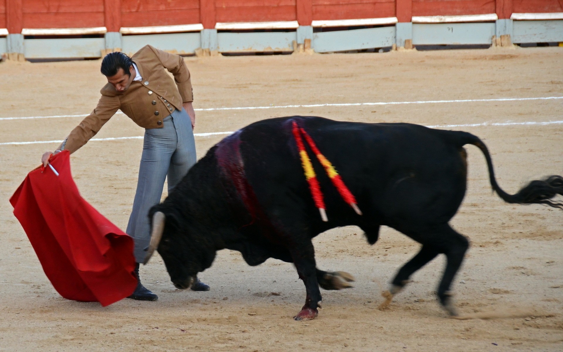 festival toros fiesta toro españa