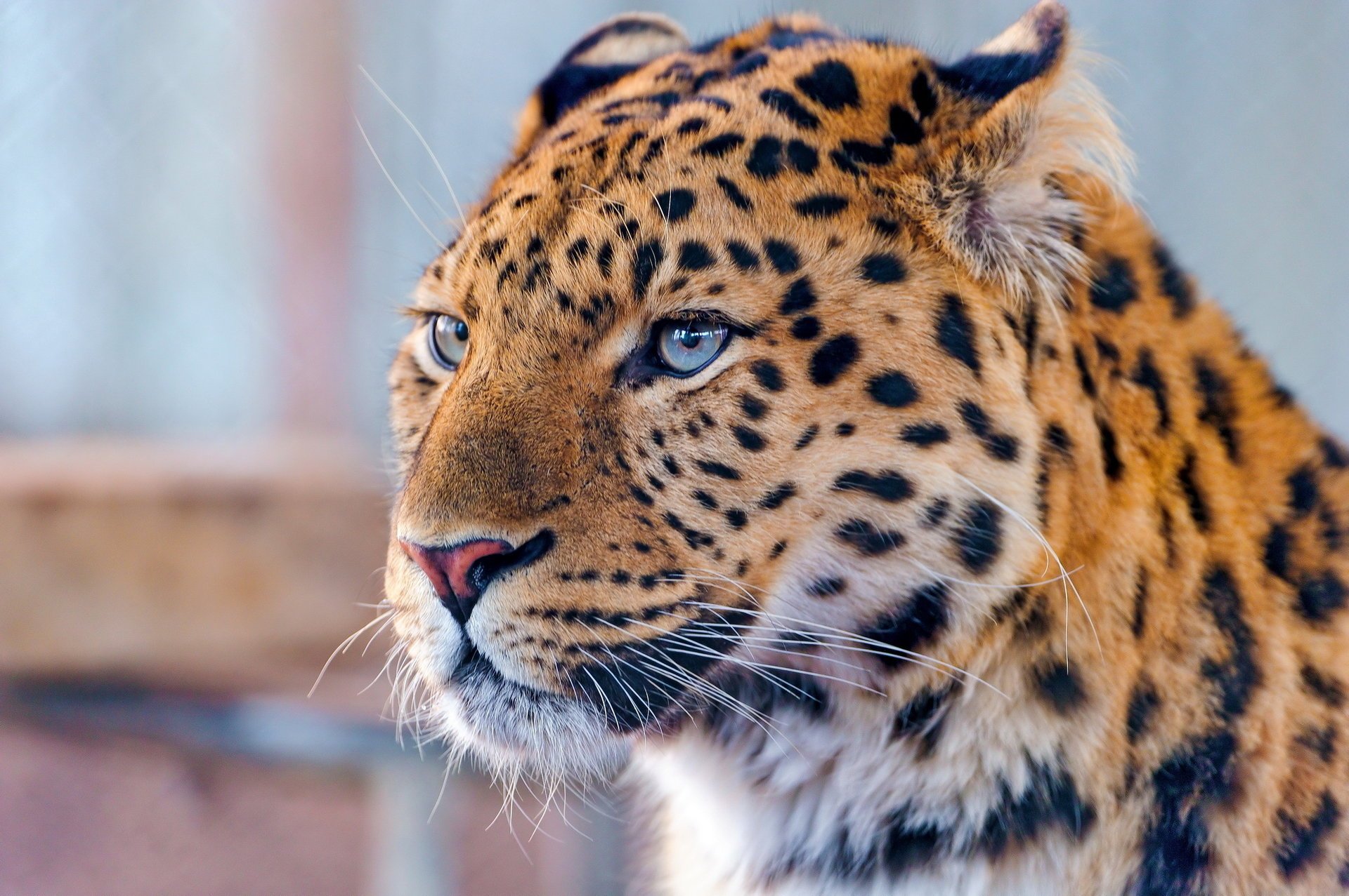 amur leopard leopardo mirada hocico lejano oriente bigote