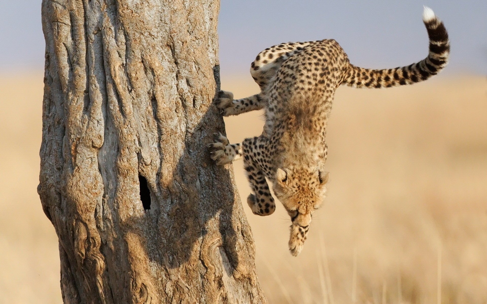 guepardo patas sabana salto hocico garras árbol