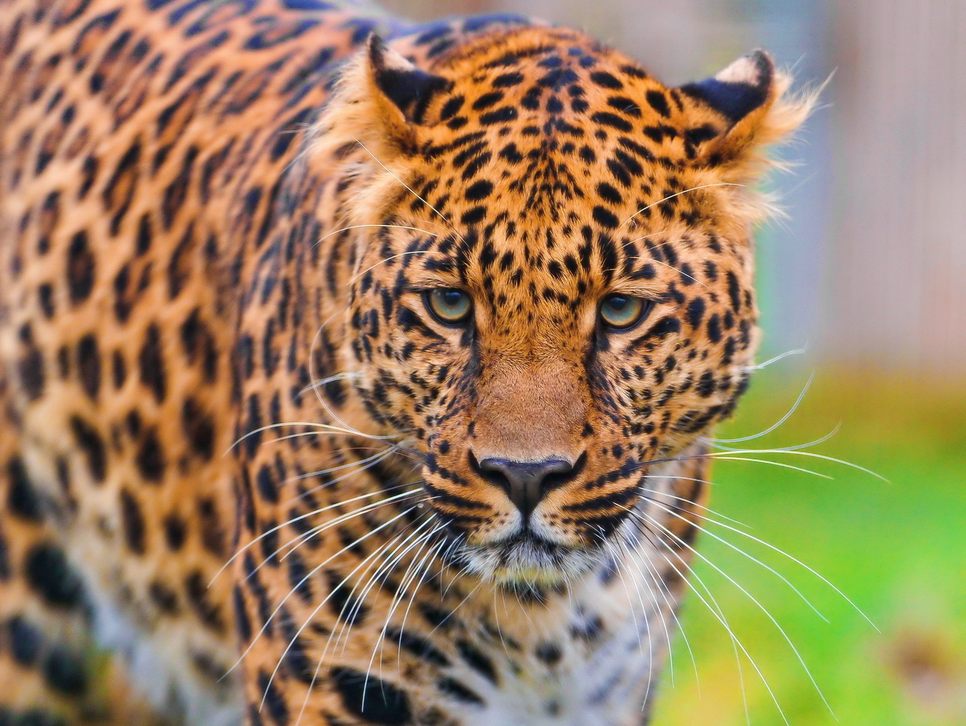 leopard schön leopard steht panthera pardus schaut schnauze