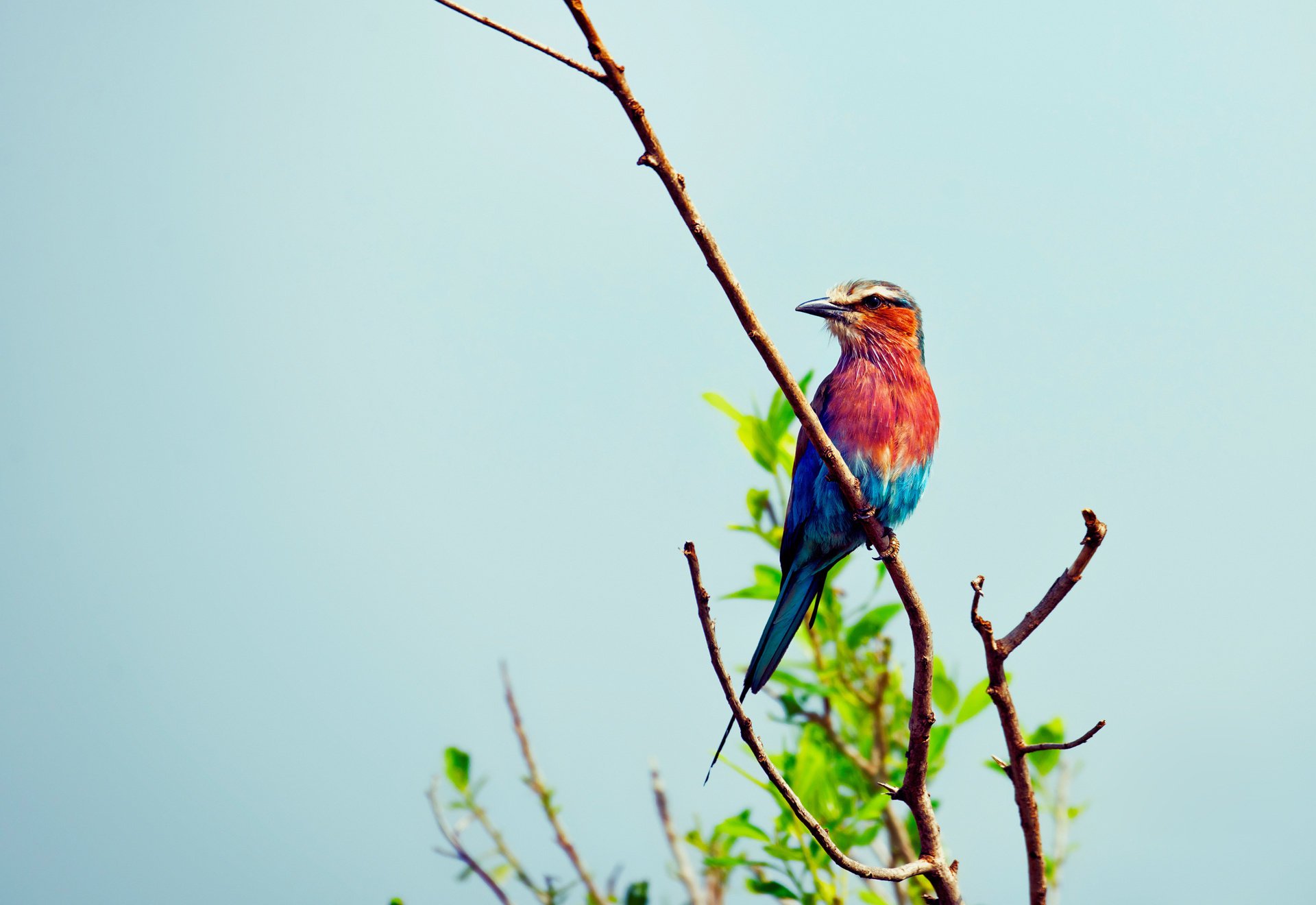 oiseaux feuillage fond branche multicolore beau