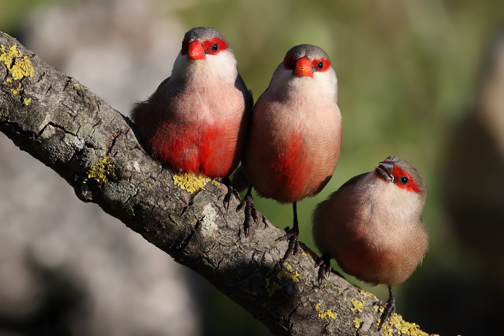 vögel rot drei zweig