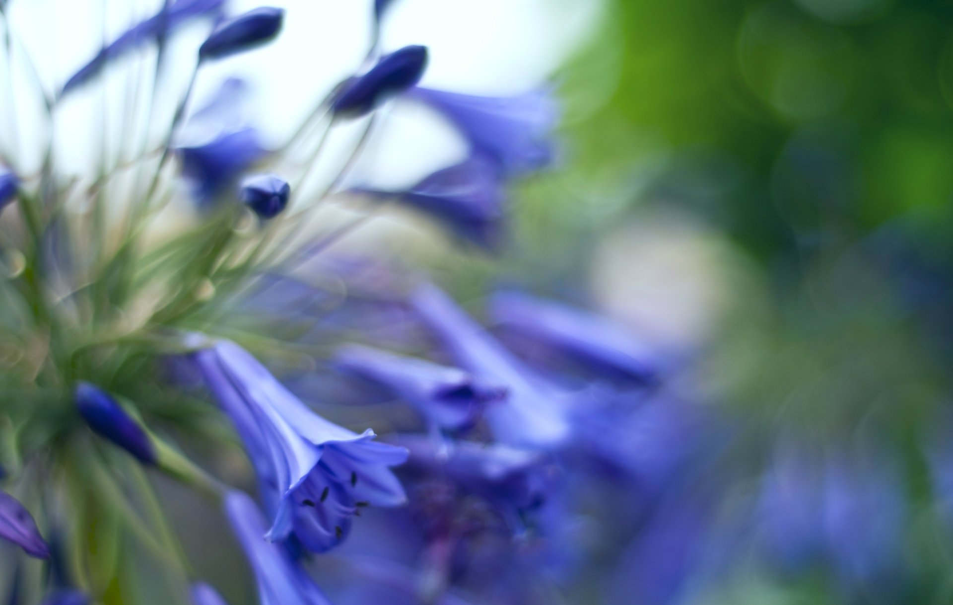 bells flowers macro buds glare blue