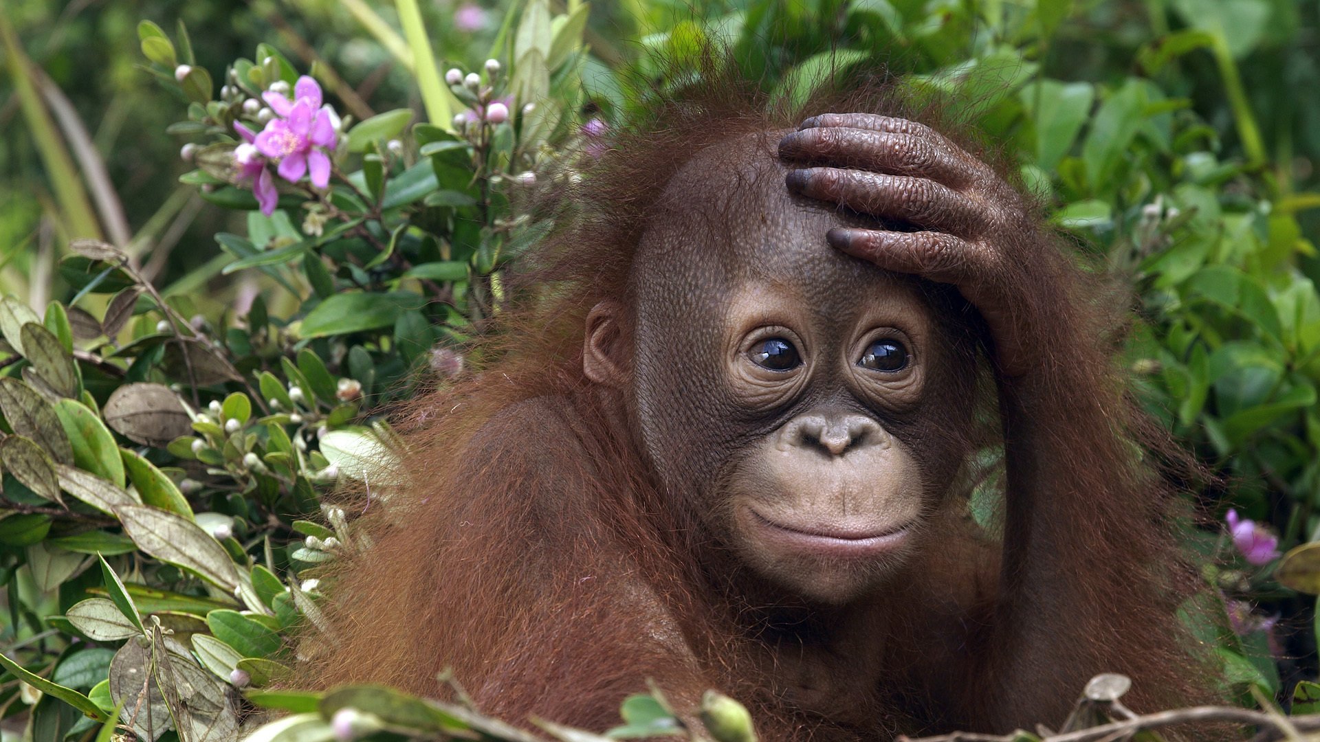 orangután mono cachorro