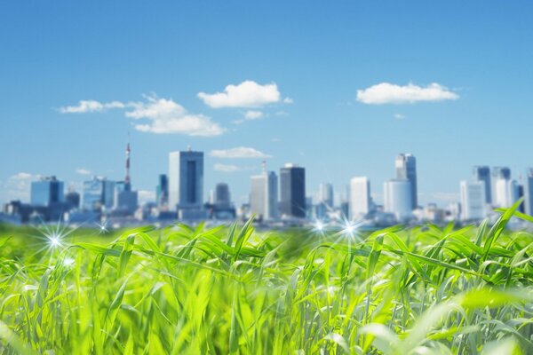 Wolkenkratzer in der Ferne. Grüne Wiese, die vom Tau glitzert