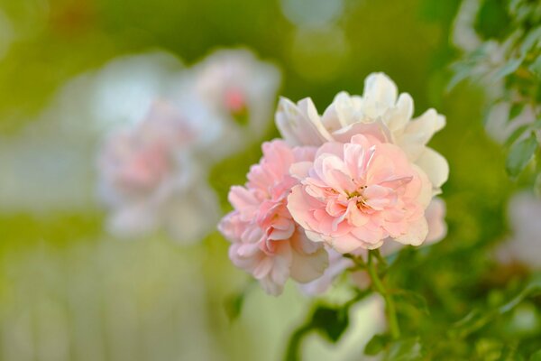 Inflorescencia de delicadas rosas arbustivas