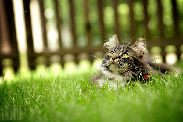 A green-eyed cat is lying in the grass