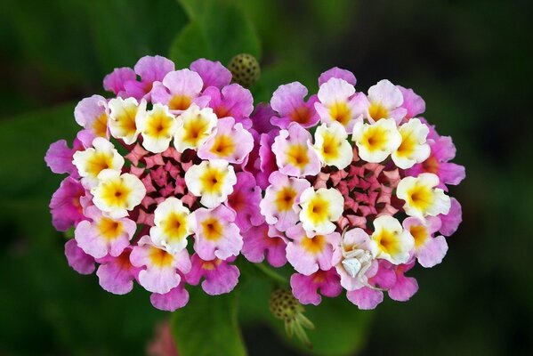 Due infiorescenze di lantana in primo piano