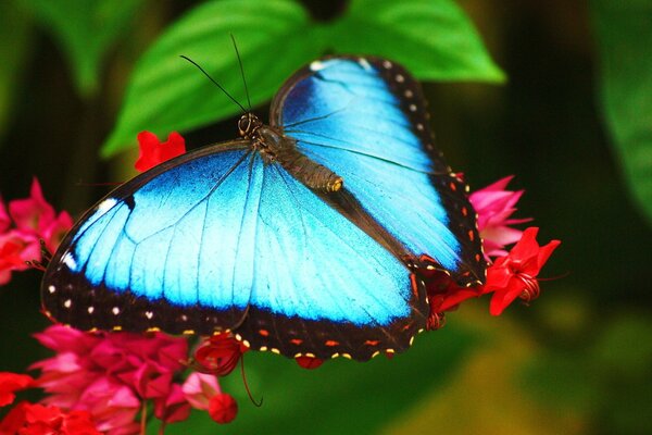Desktop-Hintergrund. Blauer Schmetterling sitzt auf einer Blume